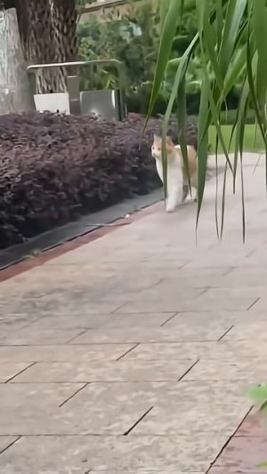 смешные коты часть 2 😂 #смешныемилыекоты #мемы