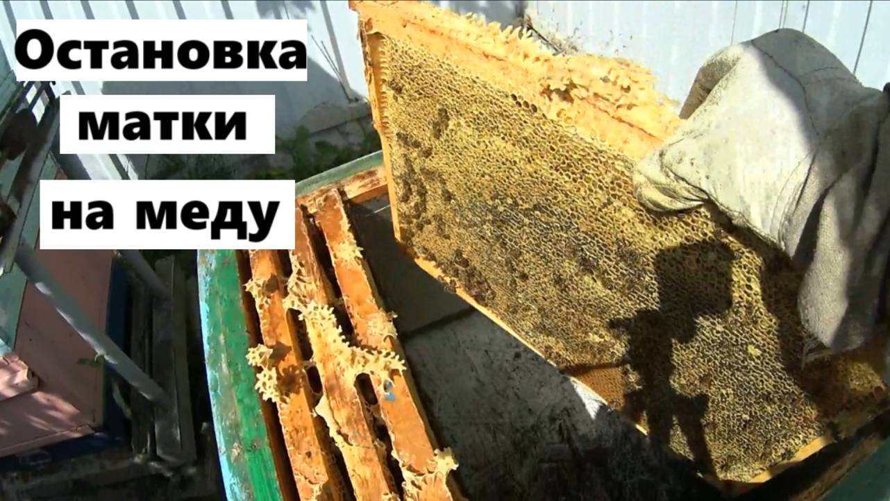 Остановка пчелиной матки на меду. смотреть онлайн