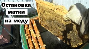 Остановка пчелиной матки на меду.