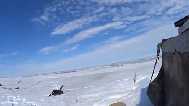 Будьте ОСТОРОЖНЫ!!! На охоте на гуся.