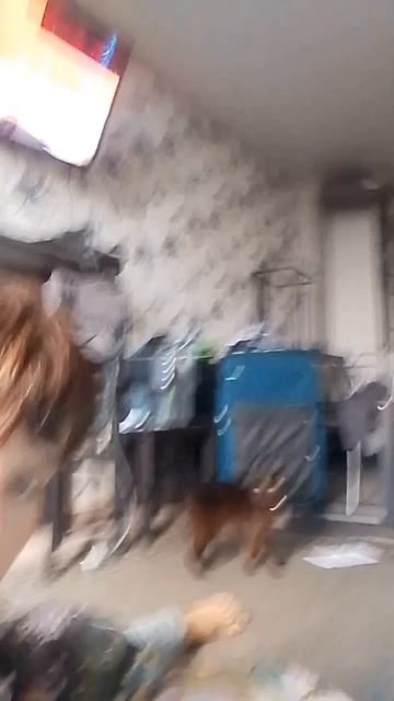 стрим в 14:00 смотреть онлайн