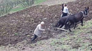 Пашет мулами
