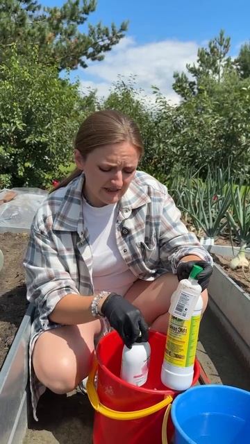 ПОДКАРМЛИВАЕМ ЛУК В АВГУСТЕ смотреть онлайн