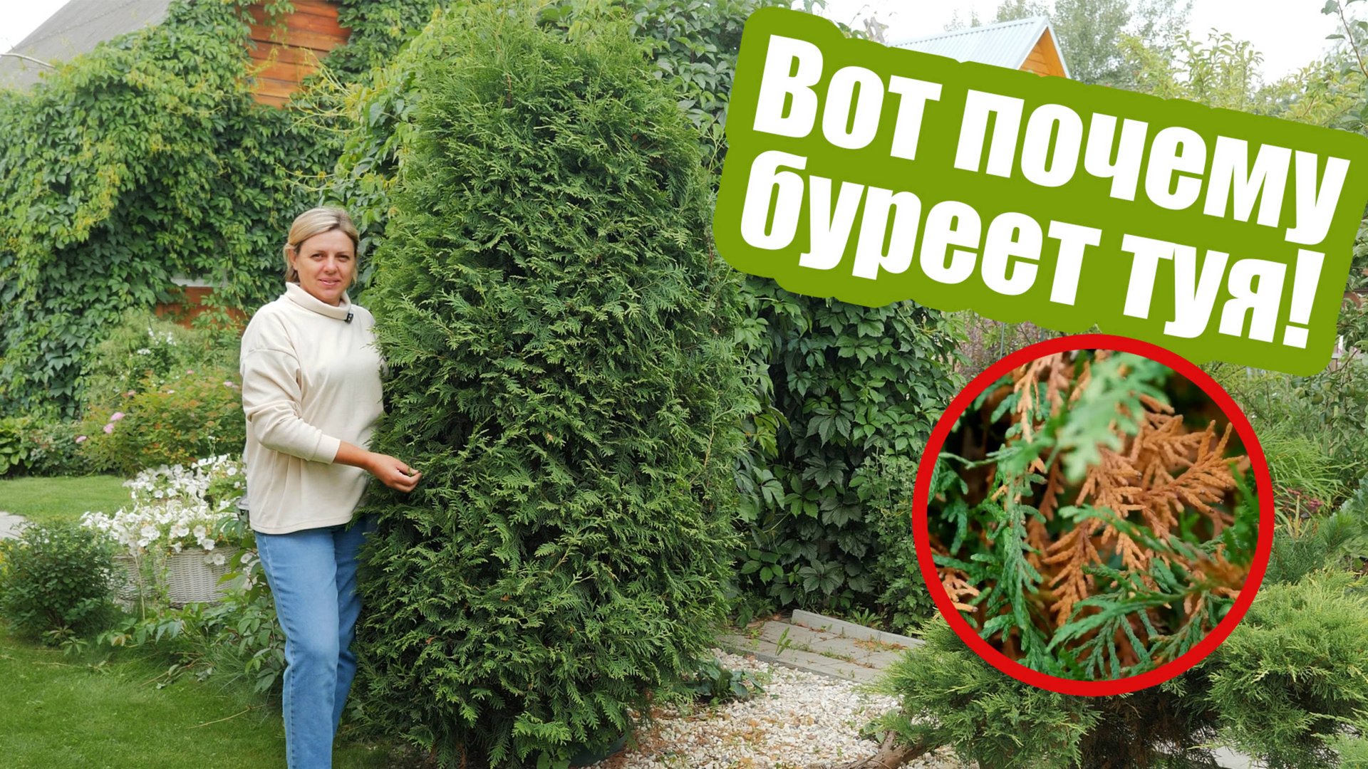 5 причин почему ЖЕЛТЕЕТ ТУЯ! Что делать, если желтеет хвоя смотреть онлайн