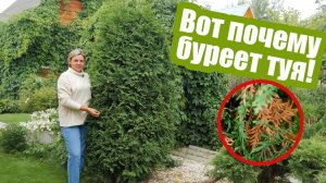 5 причин почему ЖЕЛТЕЕТ ТУЯ! Что делать, если желтеет хвоя