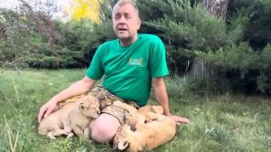 Даже человекообразные обезьяны не застрахованы от смерти, если их негде будет держать!