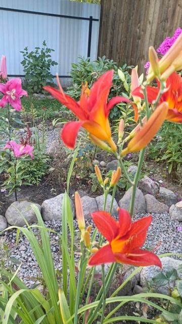 Любимый сад