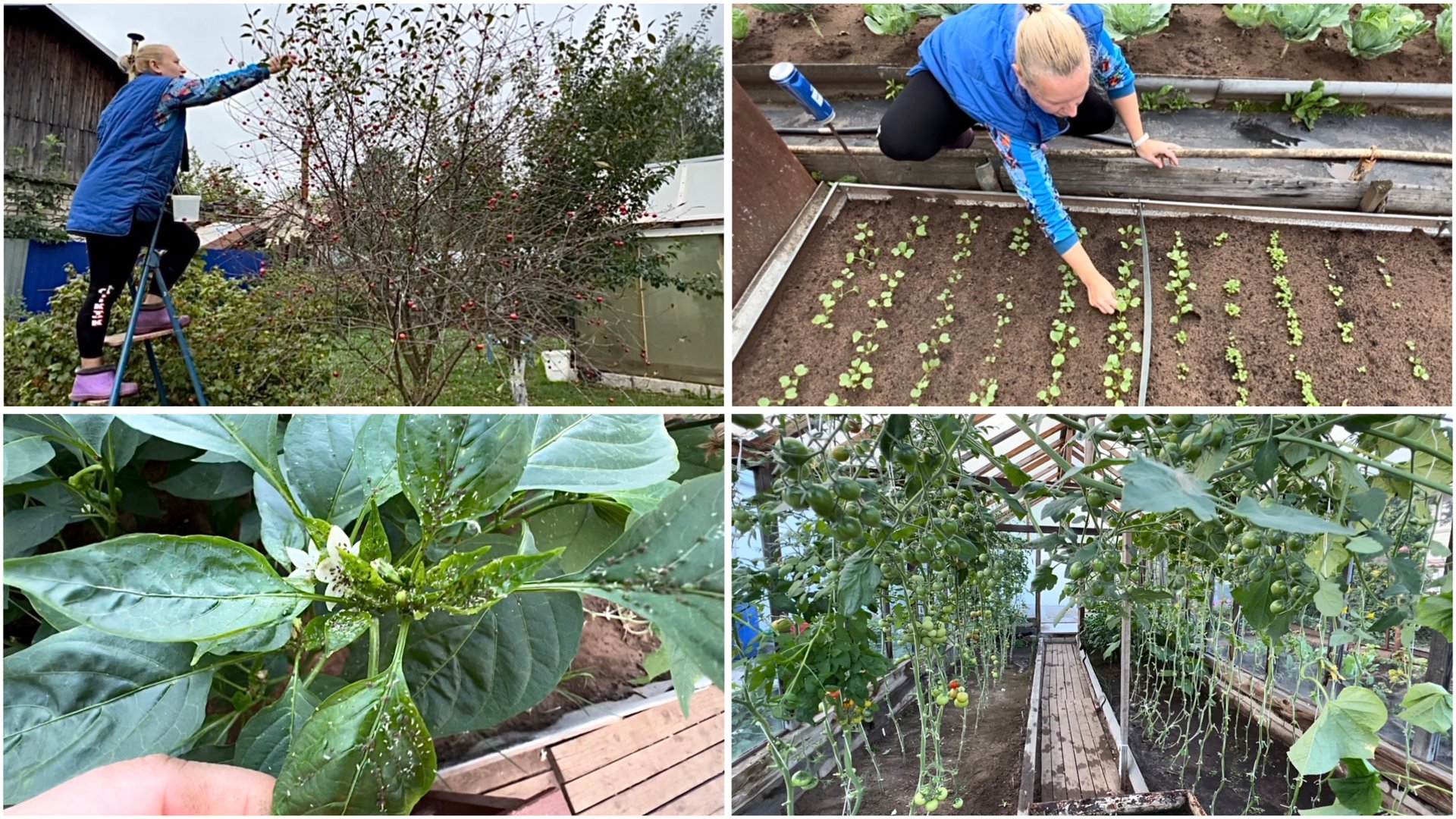 9 августа. Варварское настроение. Всё обрезаю. Тля на перце. Проредила дайкон смотреть онлайн