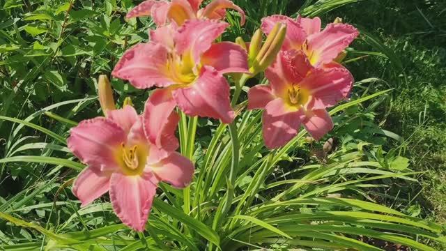 Дача!🏡 Обзор цветов на 04.08.25г.🌹Собрали ягоды. смотреть онлайн