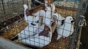 9.08.2025гЯрмака  ст.Бронницы ч.1