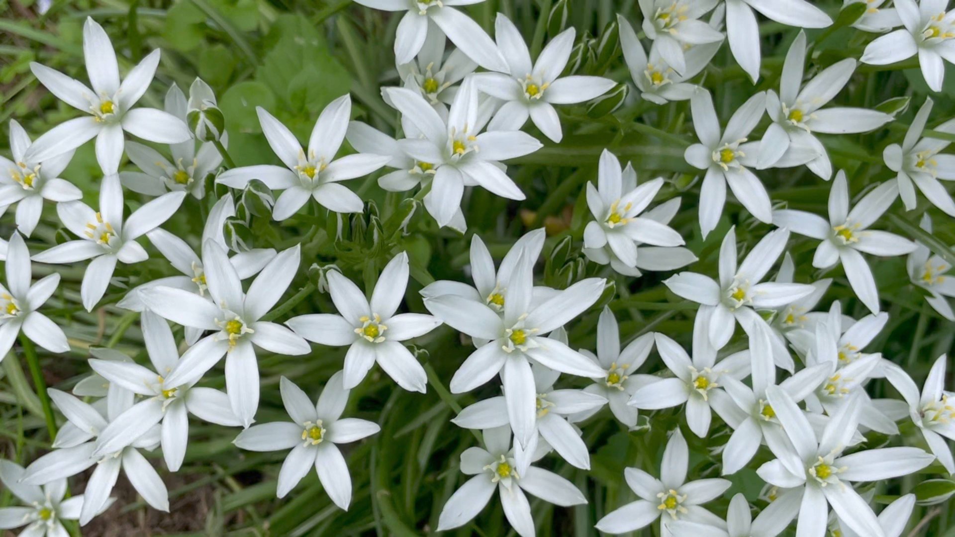 Июнь в Саду 16 июня 2025 часть 2