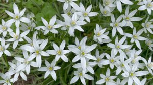 Июнь в Саду 16 июня 2025 часть 2