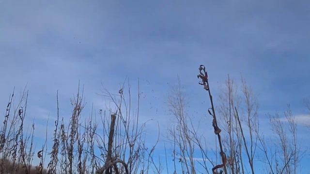 Отрывок с охоты Саха Якутия когда набрели на сотни гусей, уток и лебедей