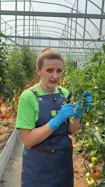 ЧТО ДЕЛАТЬ ЧТОБЫ ПОМИДОРЫ НАЧАЛИ ЗРЕТЬ смотреть онлайн