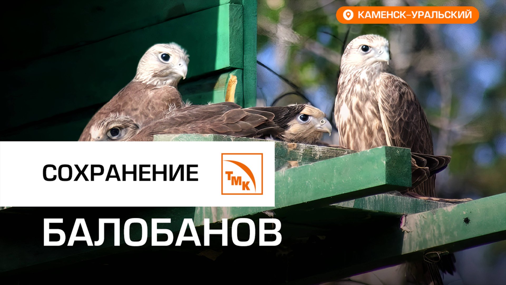 СинТЗ поддержал проект по возрождению редких птиц смотреть онлайн