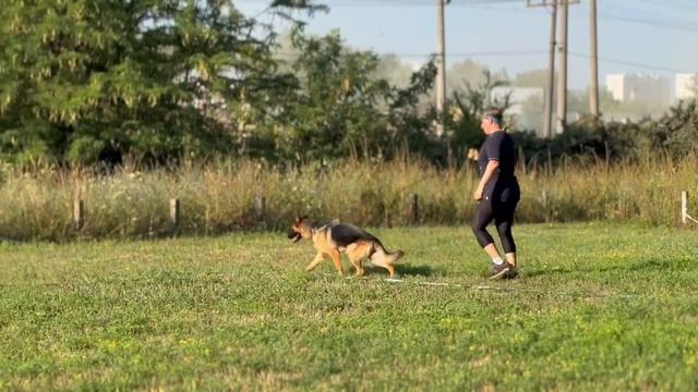 Баларис Я'СЕНСАЦИЯ  17 мес. Первая ринговая тренировка.