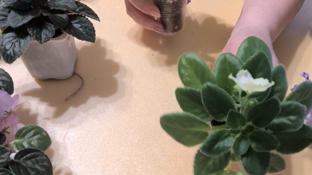 продажа фиалок и эписций на 11.08.25г смотреть онлайн