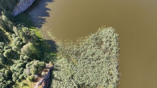 Лес смотреть онлайн