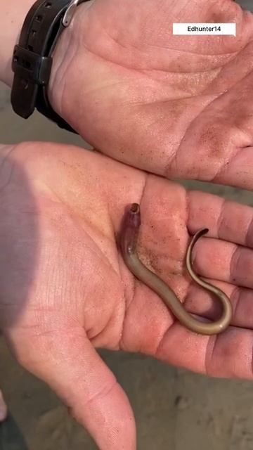 Рыба-червь #рыбалка #hunting #wildlife #природа #fish #fishing #рекомендации #якутия #edhunter14