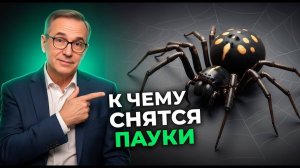 Увидеть паука во сне - к чему это?