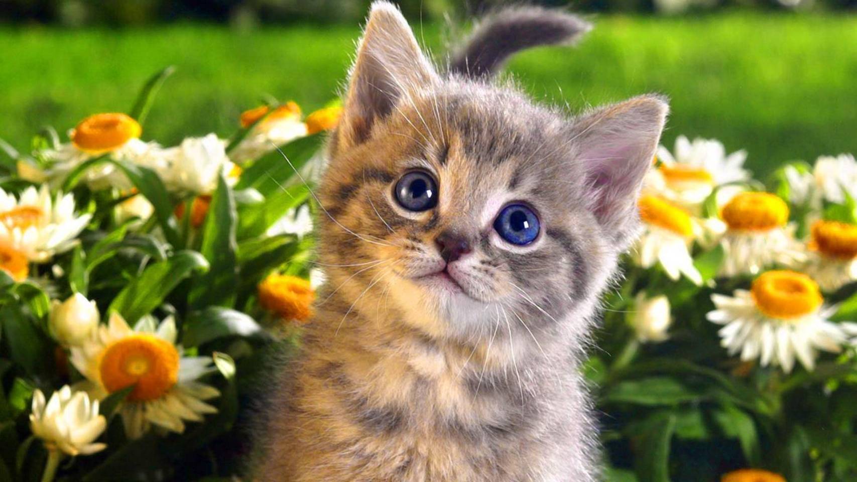 Кошкины дети смотреть онлайн