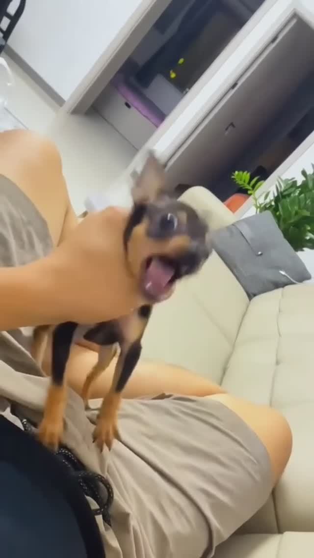 СБОРНИК СМЕШНЫХ ВИДЕО №2 смотреть онлайн