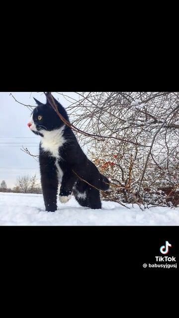 котики смотреть онлайн