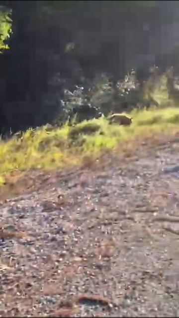 Встреча с медведями на трассе