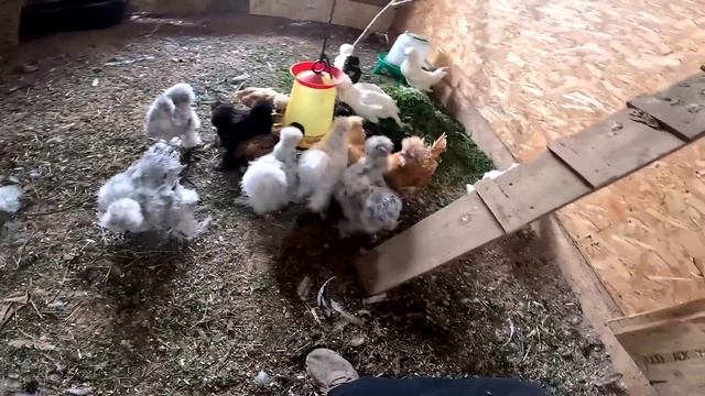 Потери в хозяйстве . Выпустил нового барана ! ХУТОР В ЛЕСУ №782 смотреть онлайн