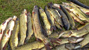 Эти места - РАЙ ДЛЯ РЫБАКА! ОЗЕРО БЕЗ БЕРЕГОВ КИПИТ ОТ РЫБЫ! Рыбалка 2025