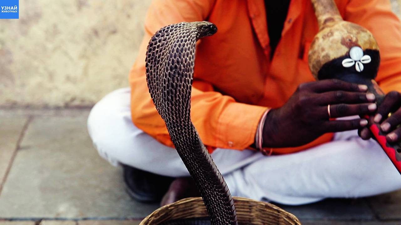 Кобра против заклинателя змей! Как проходит опасное шоу? смотреть онлайн