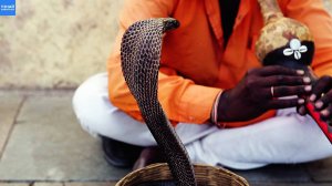 Кобра против заклинателя змей! Как проходит опасное шоу?