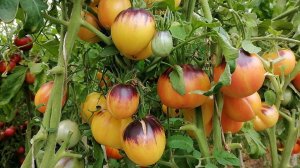 Томат Золотая Чалма