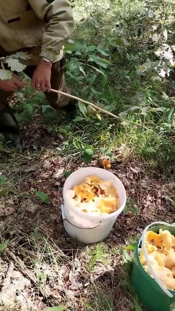 Грибов нет, но лисички спасают) смотреть онлайн