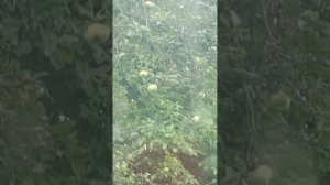 Продается дом в городе Бирюч Белгородской области. Тел 89100309077