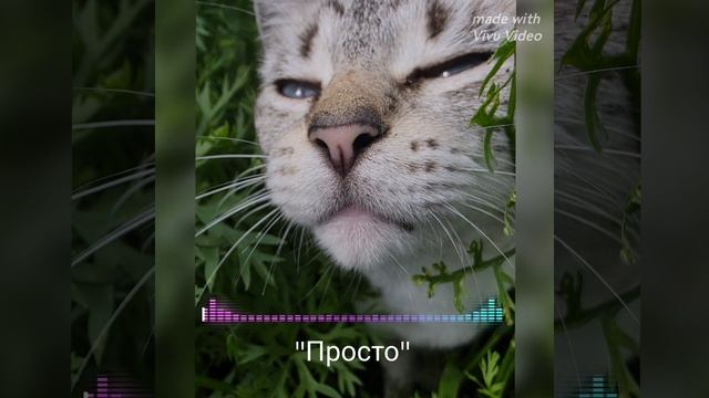 "Просто" #стихи#шанмон#новыепесни