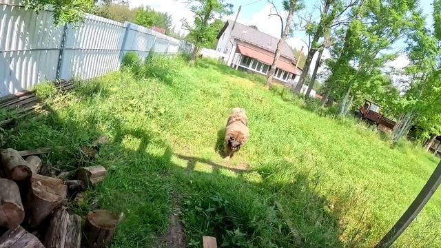 Волкодав взялся за старое ! ХУТОР В ЛЕСУ №766 смотреть онлайн