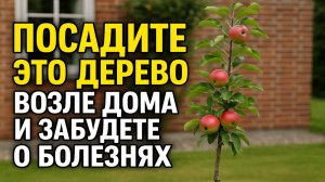 Какое дерево посадить у дома, чтобы навсегда избавиться от бед и несчастий