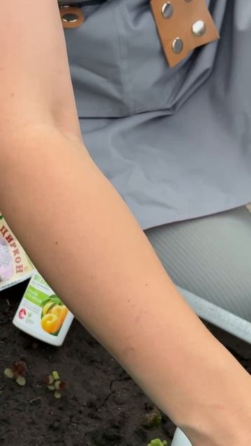 ЧЕМ ПОДКОРМИТЬ СВЕКЛУ смотреть онлайн