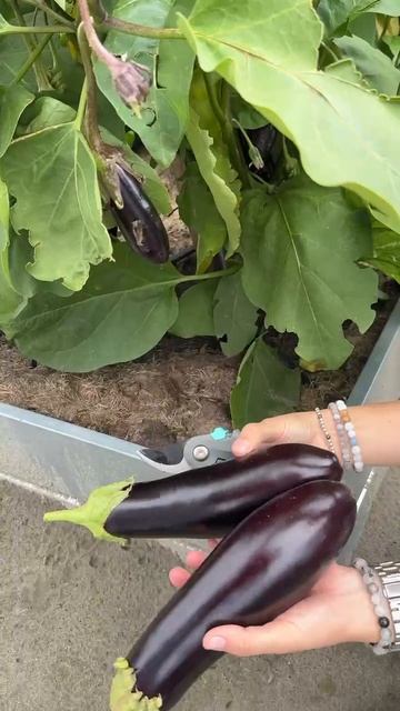 РАННИЙ УРОЖАЙНЫЙ СОРТ БАКЛАЖАН смотреть онлайн