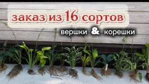 Заказали хосты из Ульяновска