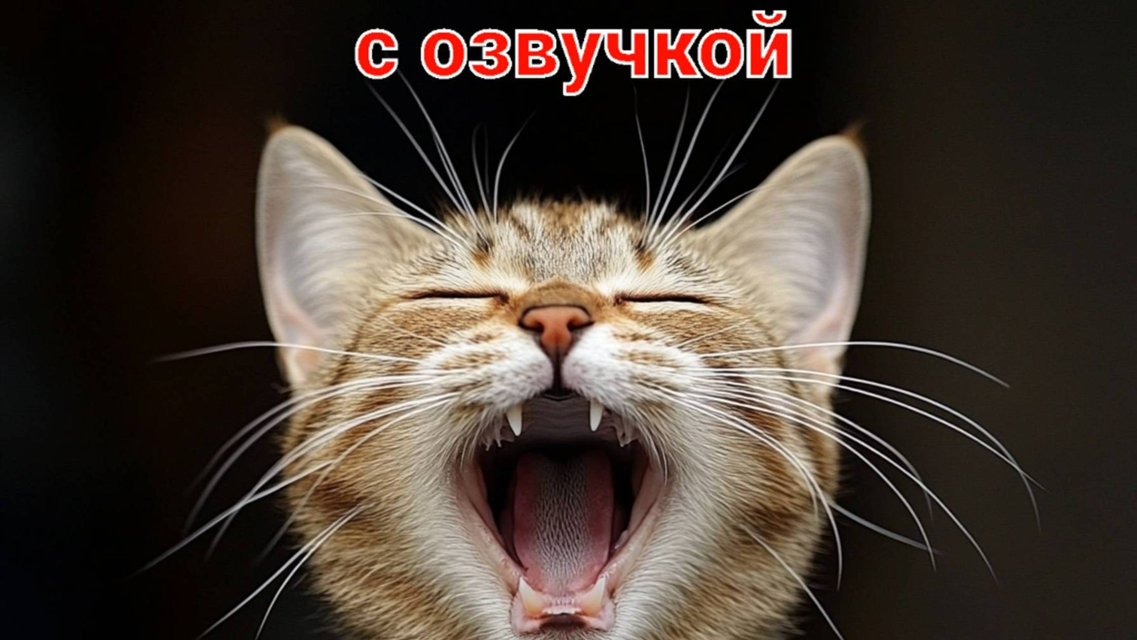 ПРИКОЛЫ С КОТАМИ! Смешные ЖИВОТНЫЕ с озвучкой! Смешные коты!