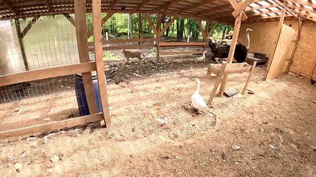 Завалил самого главного ! Дела не заканчиваются ! ХУТОР В ЛЕСУ №753 смотреть онлайн