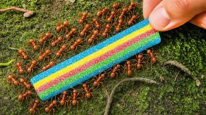 А вы знали, СКОЛЬКО СМОГУТ УТАЩИТЬ МУРАВЬИ?