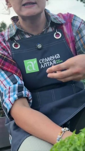 БАЗИЛИК ГРЕЧЕСКИЙ