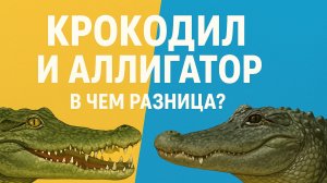Крокодил и аллигатор. В чем разница.