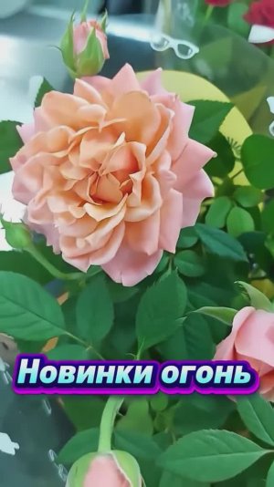 Фикс Прайс впервые привезли потрясающие новинки. Скидки в Перекрёстке