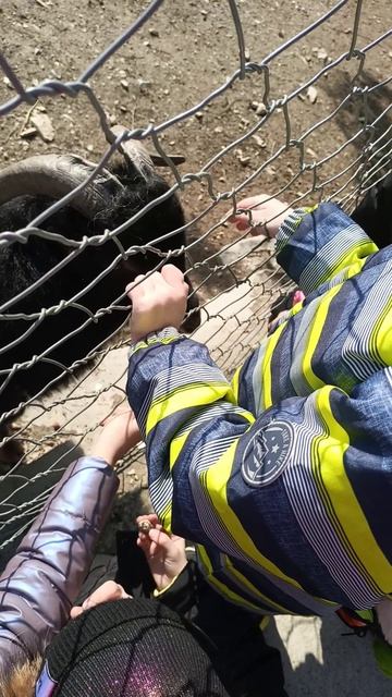 Рома погладил рогатого... смотреть онлайн