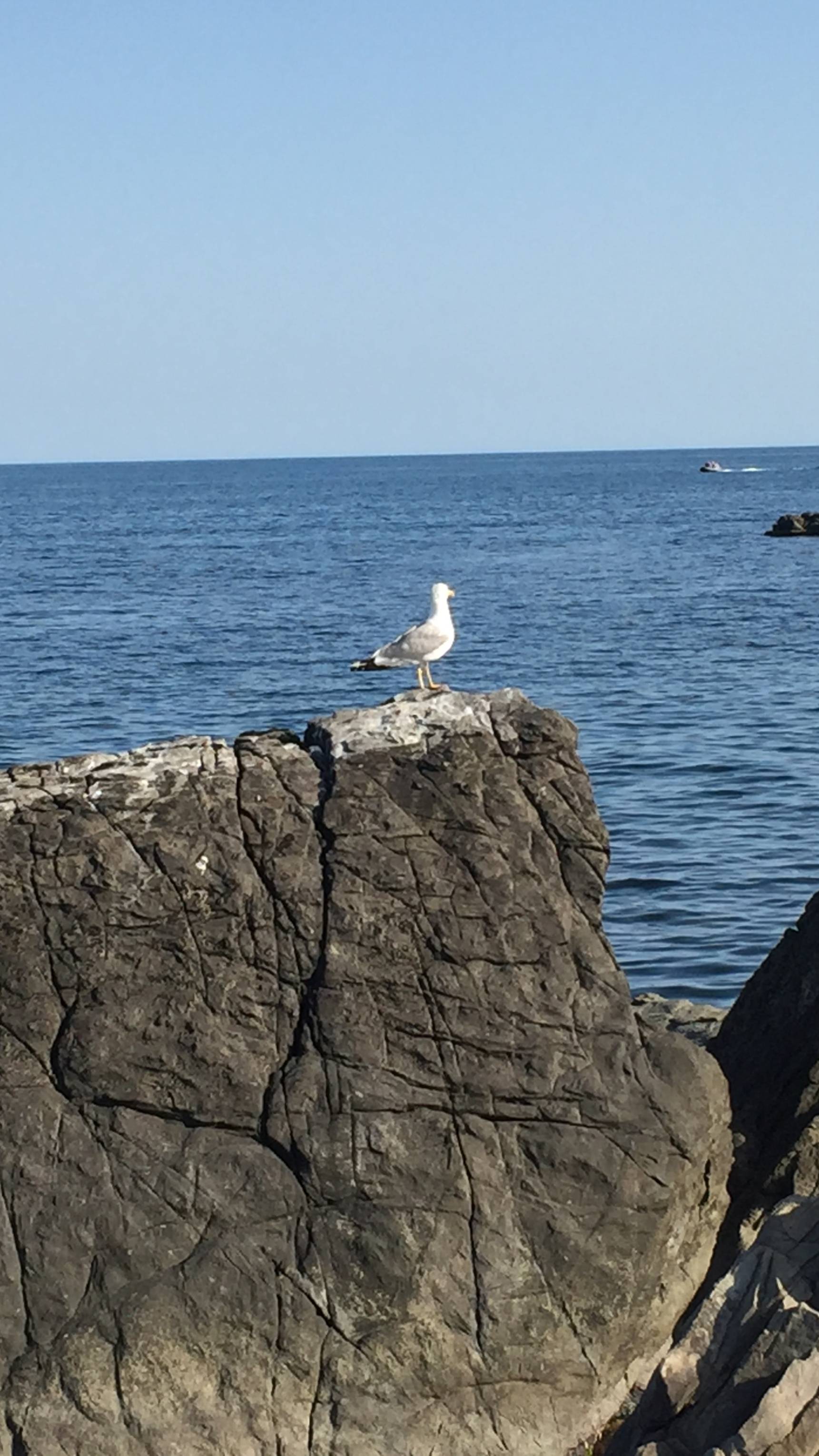 Чайки и море . Утес Крым смотреть онлайн