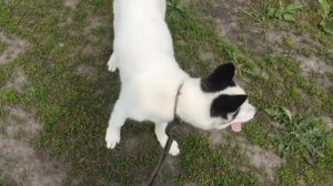 Прогулка с собакой 🦮